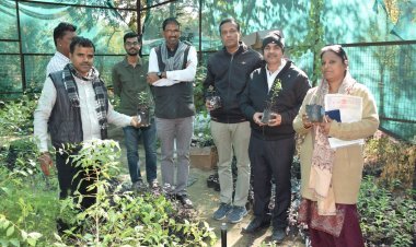 जोधपुर : आफरी के चंदन से महकेगा मारवाड़  