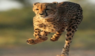 मध्य प्रदेश के कूनो सफारी पार्क से भागा अफ्रीकी चीता, पहुंच गया राजस्थान, फैली दहशत  
